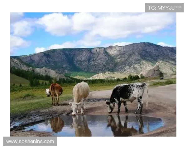 国际亚游PA平台全面升级，提供多样化旅游产品满足不同客户需求